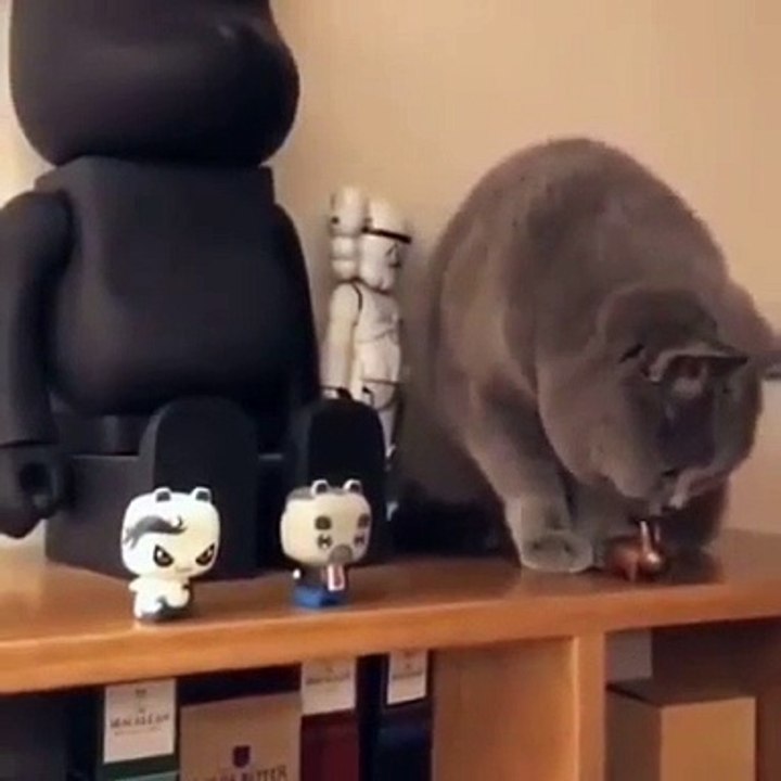 Adorable! This kitten is going to do something surprising. To have !
