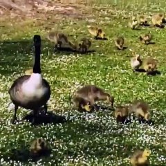 Admire these adorable little ducks waddling in a public garden!