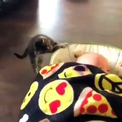 Cats are really the coolest man friends. Look !