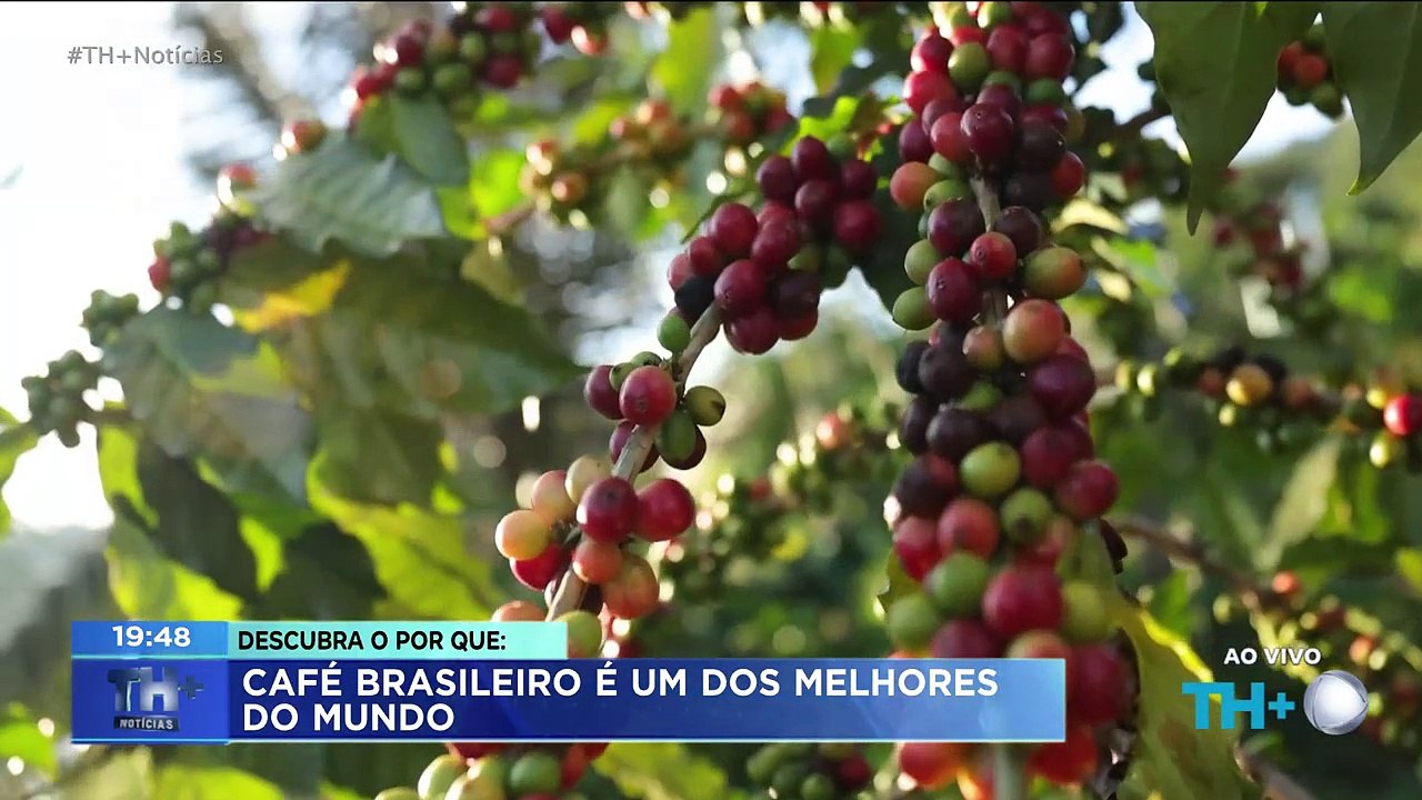 Café brasileiro é um dos melhores do mundo! Confira na série especial do TH+ Notícias