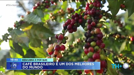 Café brasileiro é um dos melhores do mundo! Confira na série especial do TH+ Notícias