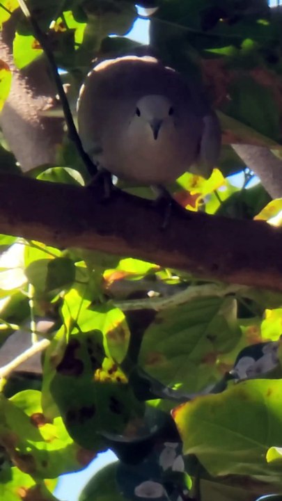 Ringneck Dove