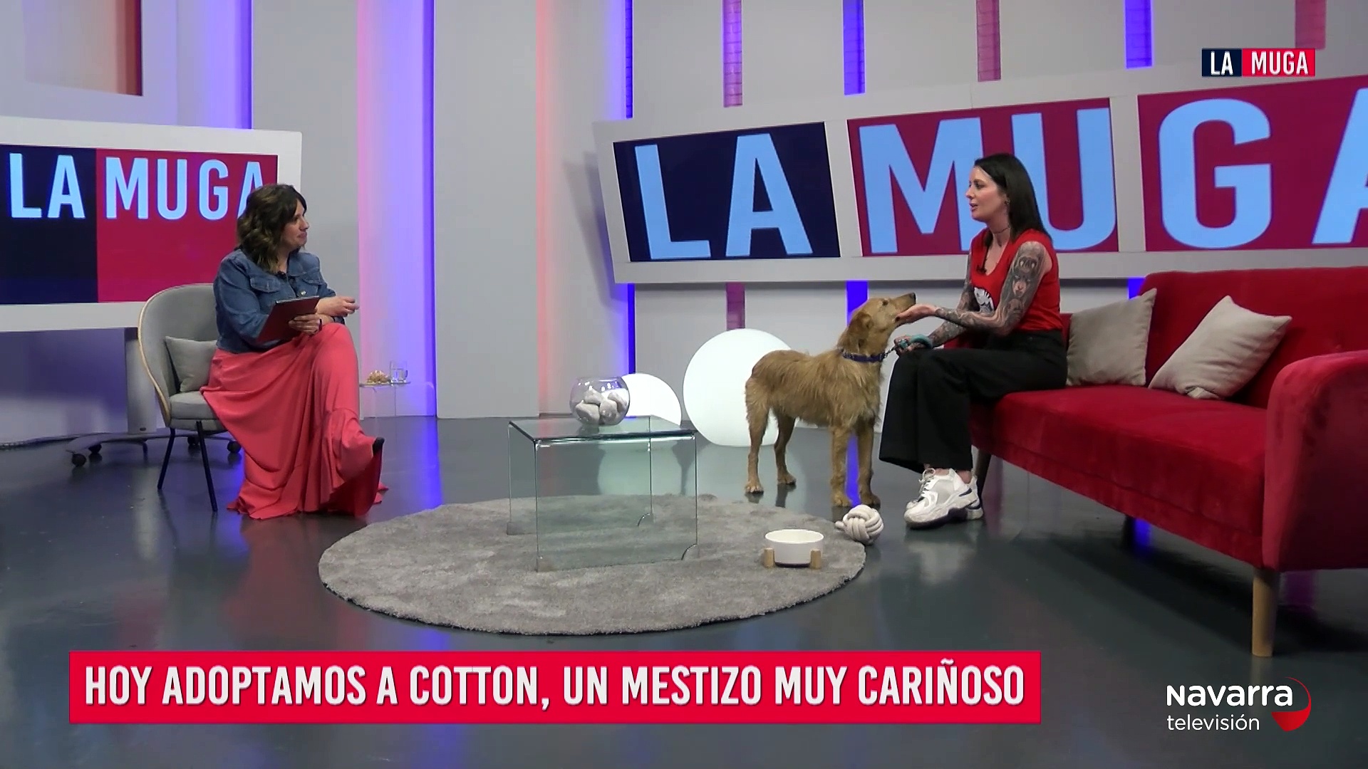 Adoptamos a Cotton, un mestizo de 10 años muy cariñoso y sociable