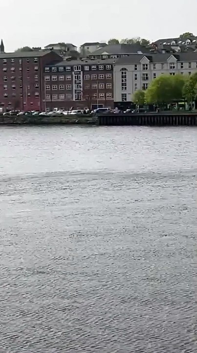 Dolphin or porpoise spotted in Derry city centre