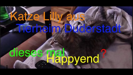 Zweitkatze - diesmal Happyend? Teil 1 von 2 - 20 HD