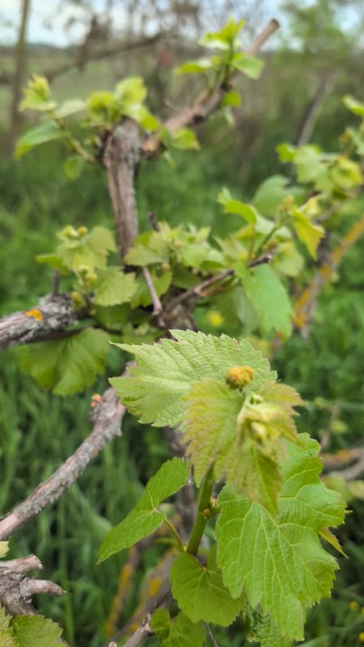 Trauben gehen schon los