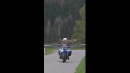 Tour of the Alps, lo spettacolare balzo del capriolo che sfiora la moto della polizia stradale in Alto Adige