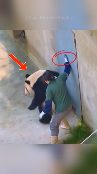 Le panda géant 🐼 : adorable en apparence, redoutable en réalité 🐾Abonne-toi pour ne rien manquer !