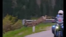 Tour of The Alps, è virale video capriolo che salta motostaffetta