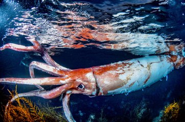 Something Strange Is Happening in the Deep Ocean