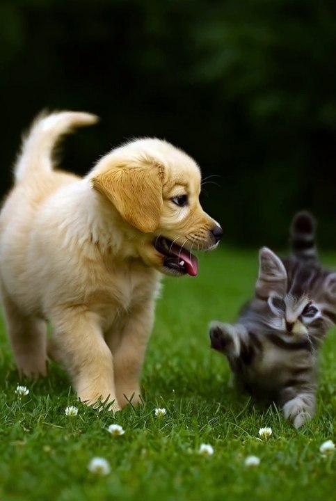 Cutest Puppy and Kitten Duo Ever! #puppy #kitten #cute pets