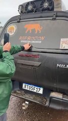 Onça-pintada 'Nervosa' que teria caçado Jorginho chega agitada ao CRAS; veja vídeo