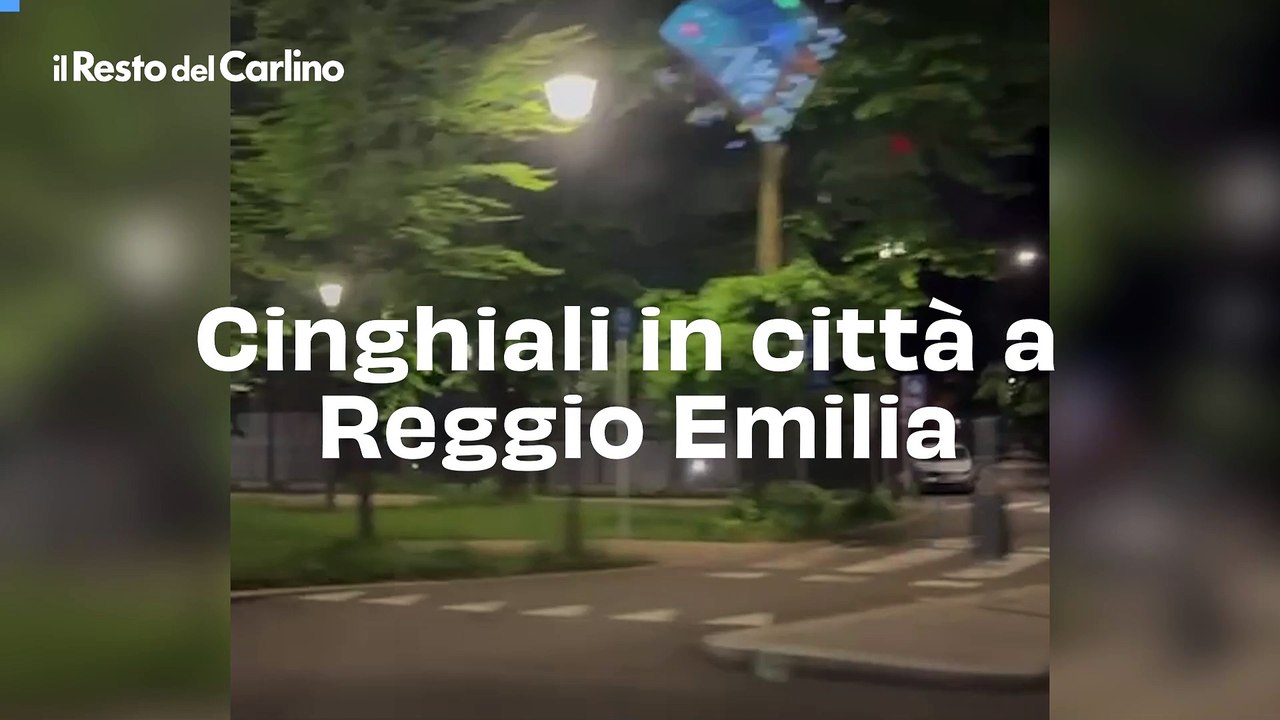 Cinghiali in città a Reggio  Emilia, il video