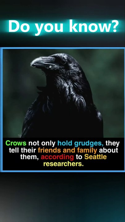 "Crows Hold Grudges—and They Warn Their Friends Too! 🧠🐦"