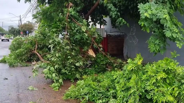 Árvore cai sobre Palio no bairro Coqueiral
