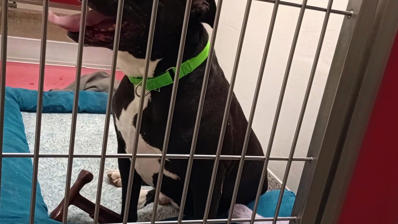 Frankie 2y A845814 kennel 125 PACC shelter we're familiar now & seein him through different eyes VID_20250423_163609538_02