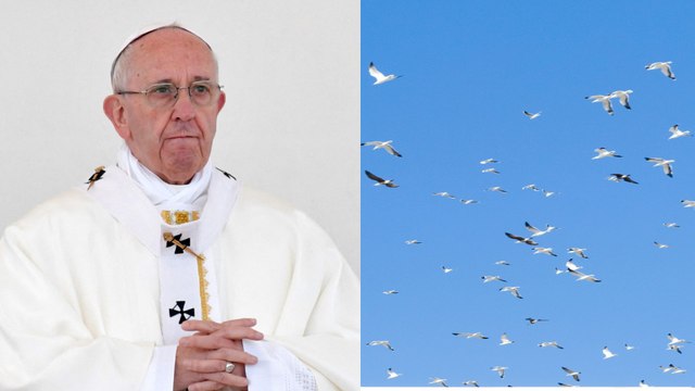 ¿Señal divina? Decenas de palomas blancas vuelan sobre la plaza de San Pedro en el Vaticano