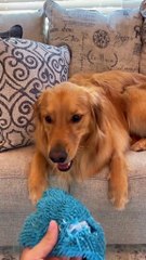 He was a good toy maybe even a great one