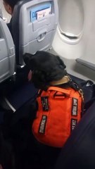 Defensa Civil capacita su Unidad Canina en Guatemala para seguir salvando vidas