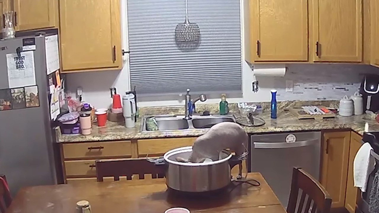 Caught in the Act