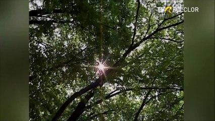 Silvestru Lungoci - Instrumental fluier (arhiva TVR)