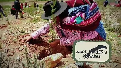 TERRITORIO GEEK   - Competencia WOLD COSPLAY SUMMIT 2025