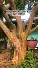 Bahan Bonsai Jambu Batu Viral