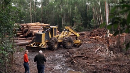 Former treasury boss looking past logging to expanded carbon credit scheme