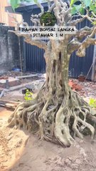 Viral! Bahan Bonsai 1 Miliar