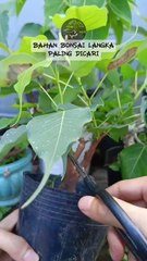 Bahan Bonsai Bhodi Sudah Langka