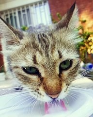 Hypnotizing! Watch how this cat sips his milk