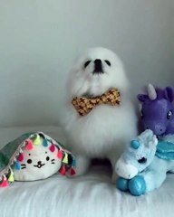 Listen to the incredible roar of this cute little Pomeranian !!