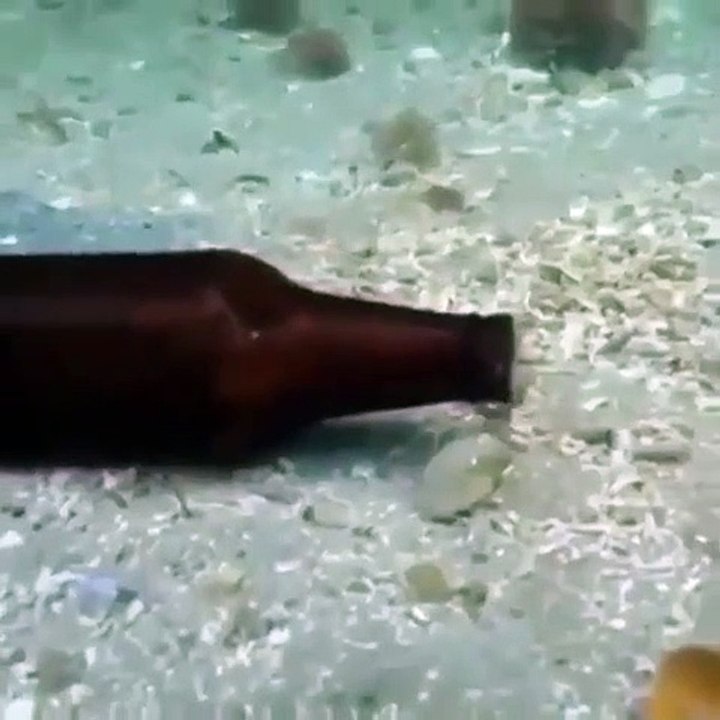 Octopuses are the most flexible animals on the planet. Look at this!