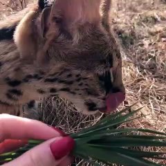 Look at this serval, a feline like no other!