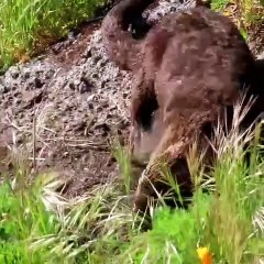 Look at this river otter rolling in the mud. Ahurissant!