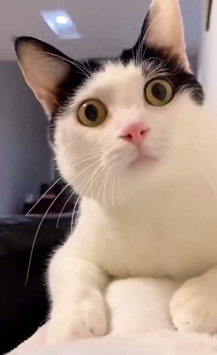 My cats playing too funny🤣🤣🤣