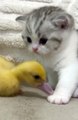 Mini cat and mini babyhen fight haha🤩🤩