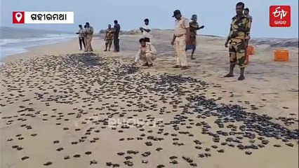 ଋଷିକୂଲ୍ୟା ପରେ ଗହୀରମଥା, ସମୁଦ୍ର ଗର୍ଭକୁ ଫେରୁଛନ୍ତି କଇଁଛ ଶାବକ