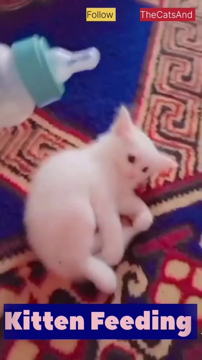 How to Feed a Kitten | Best Food for kitten | #foryou #cat #kitten