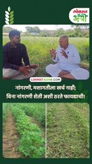 नांगरणी, मशागतीला खर्च नाही; विना नांगरणी शेती अशी ठरते फायद्याची!