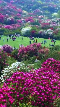 Beautiful Nature Flowers 🌸🌼 | Relaxing Floral Scenery with Soft Musi