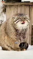 Meet the palaces Cat