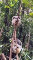 This Plush Toy on a Tree Is Actually a Koala 🐨💕__ _animals _nature _fyp _knowledge _cute(HD)