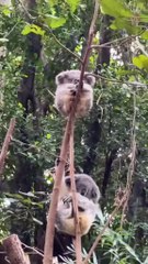 This Plush Toy on a Tree Is Actually a Koala 🐨💕__ _animals _nature _fyp _knowledge _cute(HD)