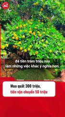 Giá cây quất cao ngút trời