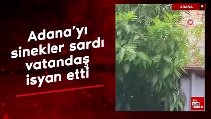 Adana’yı sinekler sardı vatandaş isyan etti