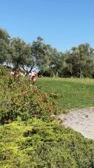 Skimboarding is very happy moment