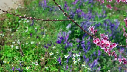 If You Don’t Eat Chinese Toon in Spring, You’re Missing Half the Season!【滇西小哥】