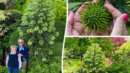 Prehistoric 'dinosaur tree' bears fruit for first time in couple's garden