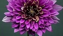 Saleemoffical presentation- 28 seconds of beautiful dahlias blooming #nature